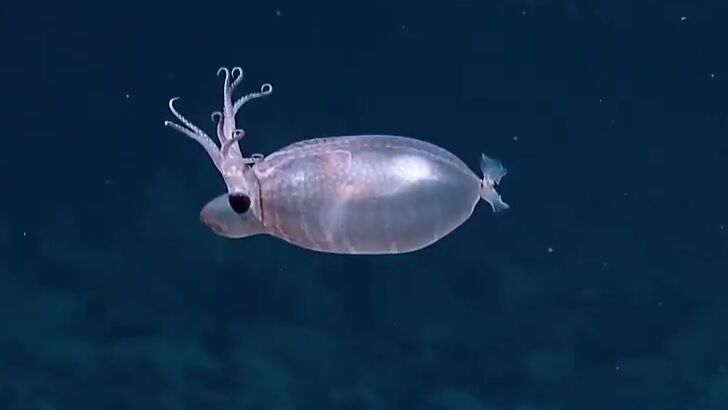 Video: 'Piglet Squid' Amazes Scientists