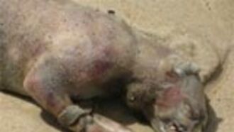 Year in Cryptozoology