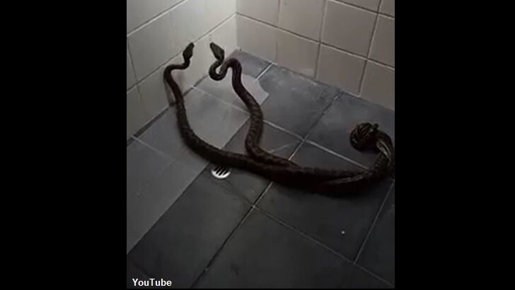 Video: Fighting Pythons Found in Australian Woman's Shower