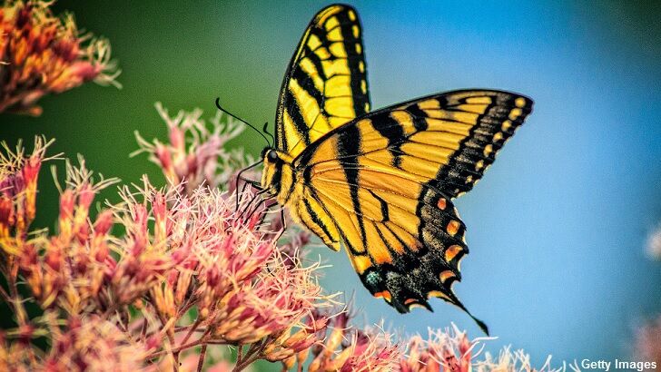 Study Warns of Insect Armageddon