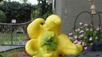 'Alien' Lemon