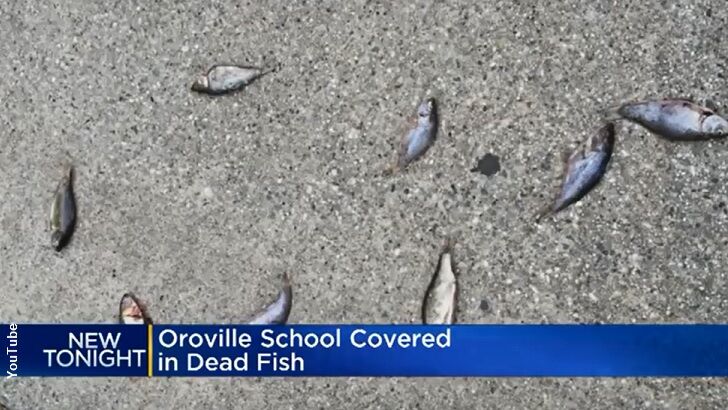 'Mystery Fish' Baffle CA School