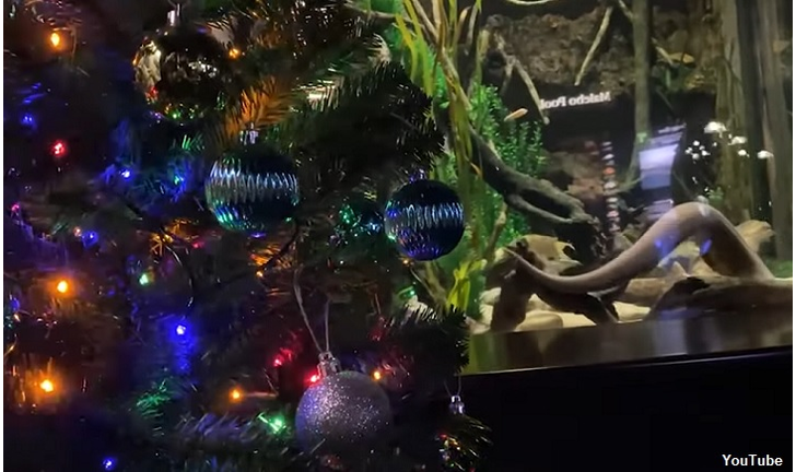 Watch: Electric Eel Powers Christmas Lights at Aquarium in Tennessee