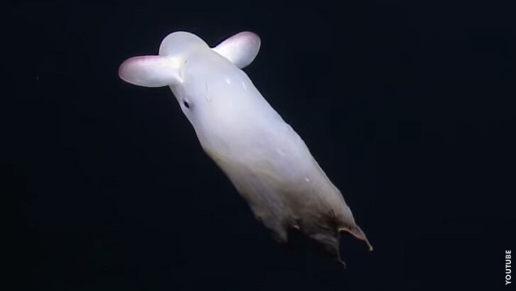 Watch: Rare 'ghostly' dumbo octopus spotted