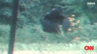 Bigfoot Footage?