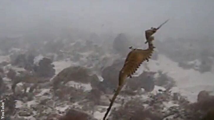 Watch: Ruby Seadragon Filmed for the First Time