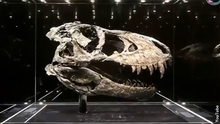 World's Largest T. Rex Found