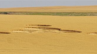 Washington Crop Circle