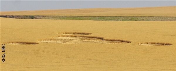 Washington Crop Circle