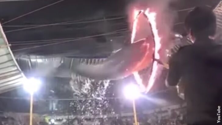 Video: Circus Forces Dolphins to Jump Through Ring of Fire
