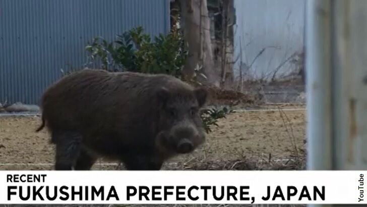 Japan Battling Radioactive Boars