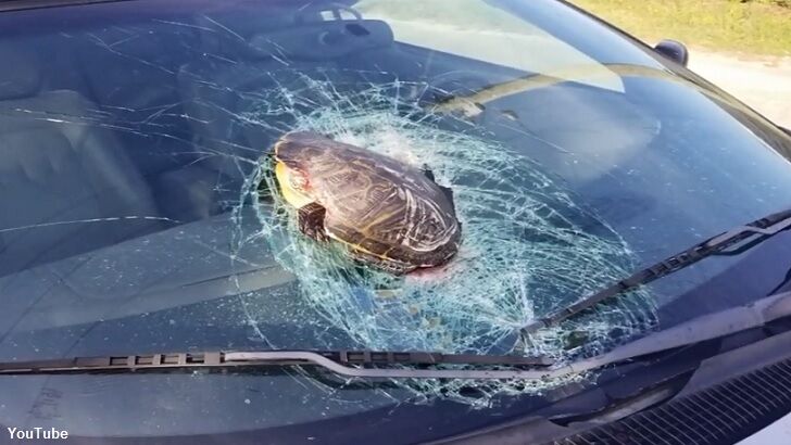 Watch: 'Flying' Turtle Whacks Car