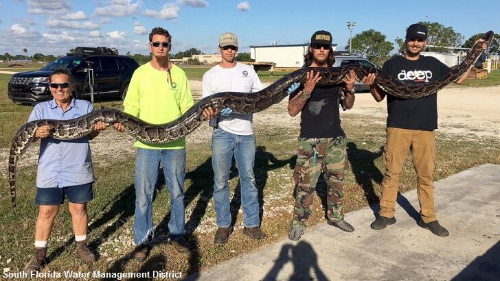 Massive Python Bagged in Florida
