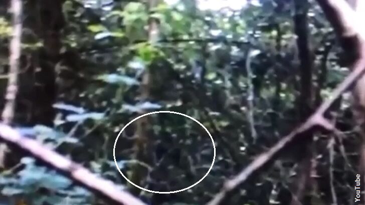 Watch: Bigfoot Filmed in the UK for the First Time?