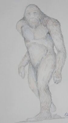 Bigfoot Sketches