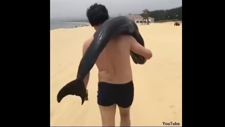 Watch: Tourist Steals Dolphin from Chinese Beach