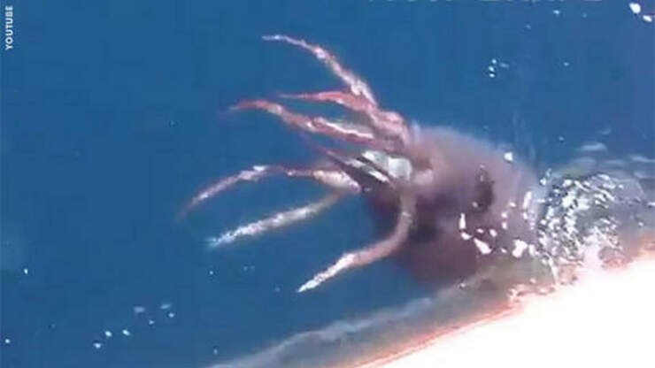 Russian Sailors Encounter Giant Squid | Coast to Coast AM