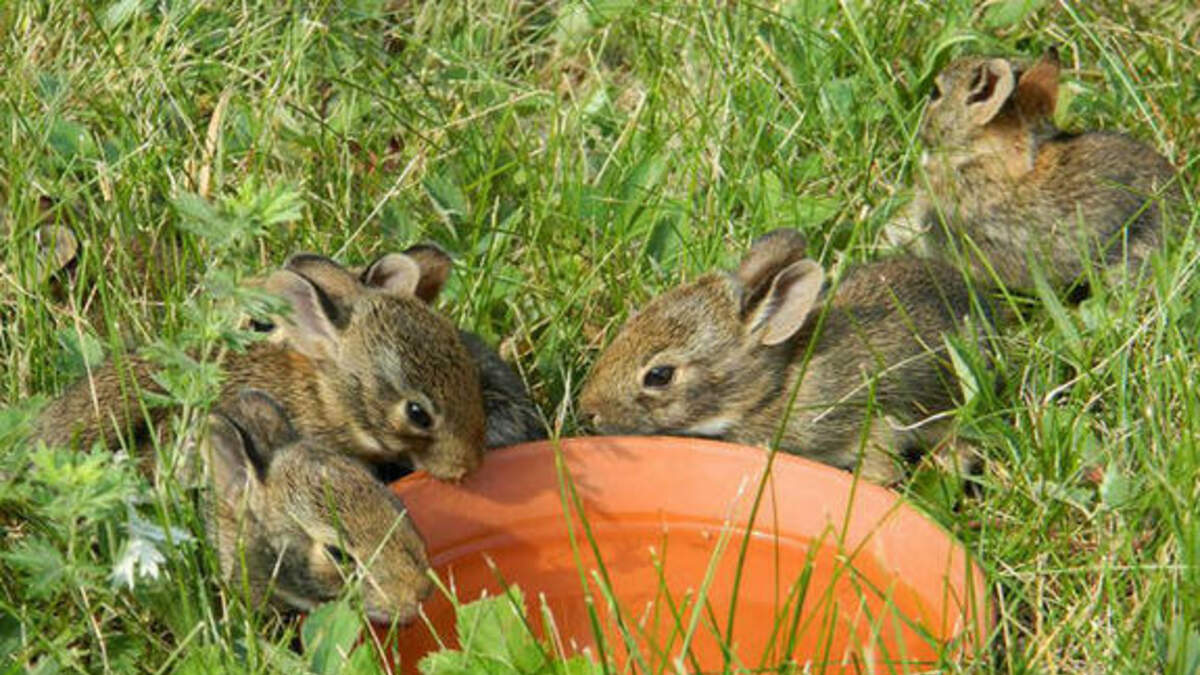 Abandoned Baby Bunnies | Coast to Coast AM