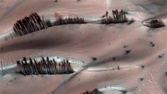 Trees on Mars?