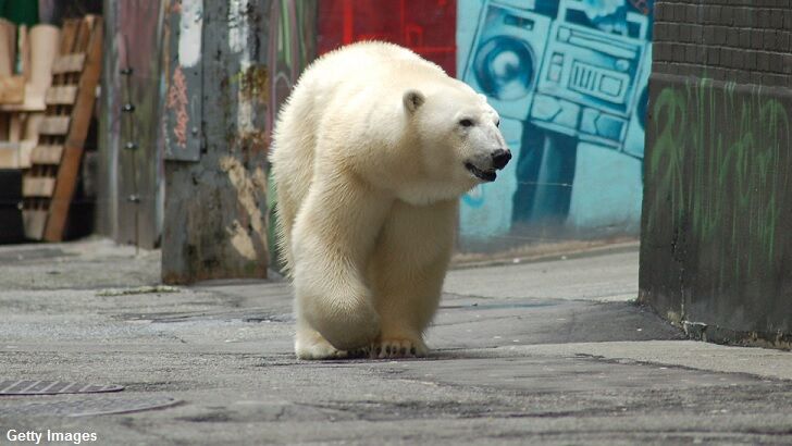 Polar Bears Invade Russian Town