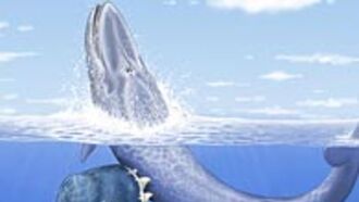 'Leviathan' Fossil Discovered