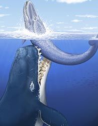 'Leviathan' Fossil Discovered