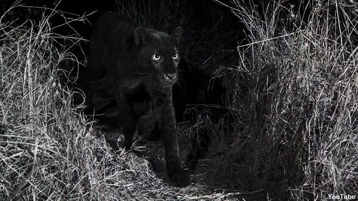 Black Leopard Photographed in Africa for the First Time in Over a Century