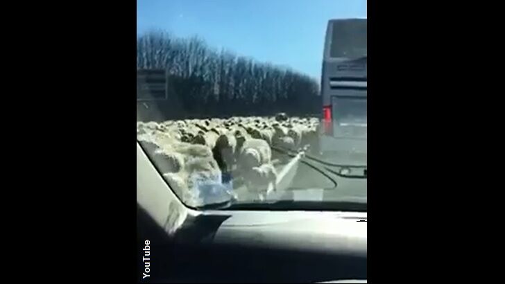 Video: Stampede of Barnyard Animals Stops Traffic in Italy