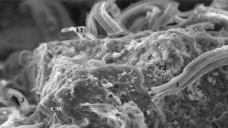 Knapp's News 7/31/11