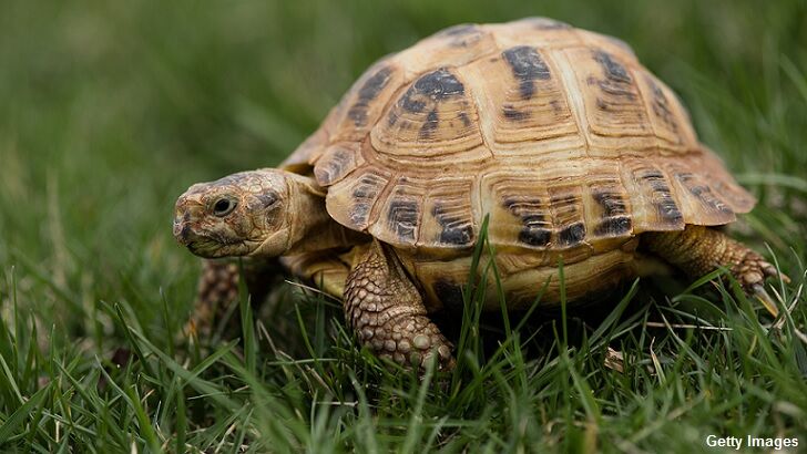 'Psychic' Turtle for Sale in Russia