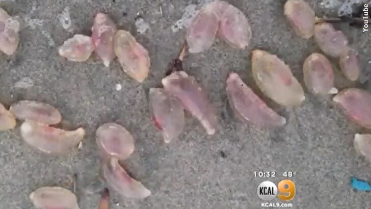 Strange Blobs Appear on CA Beach