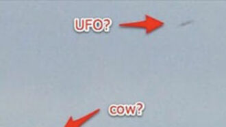Cow Abducted by UFO?