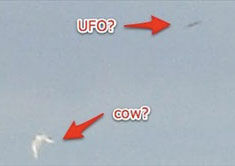 Cow Abducted by UFO?