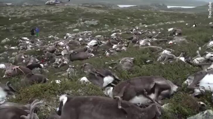 Over 300 Reindeer Killed by Lightning in Norway