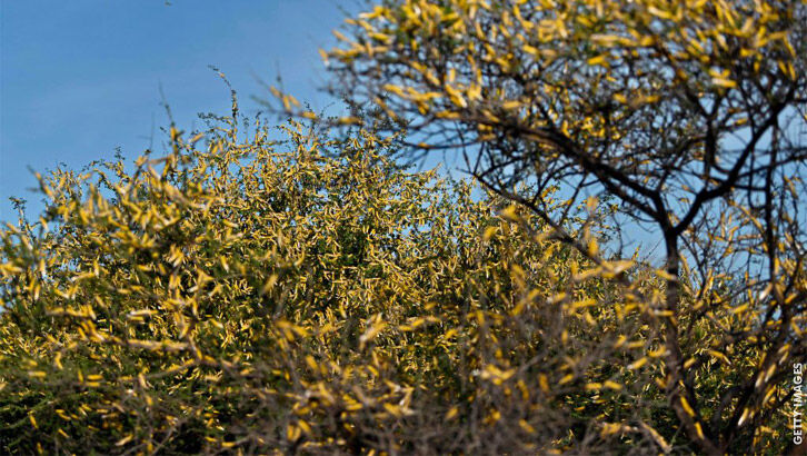 Billions of Locusts Descend Upon Africa