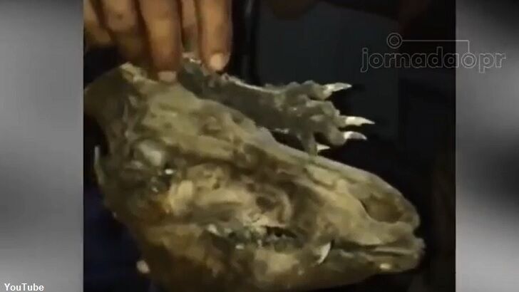 Video: 'Gargoyle' Remains Found?