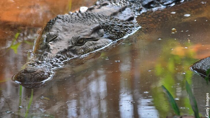 Crocodile Kills Shaman in Indonesia