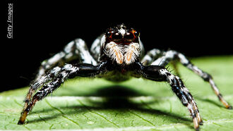 Arachnophobe Lawyer Freaks Out, Pulls Gun On Fake Spiders!