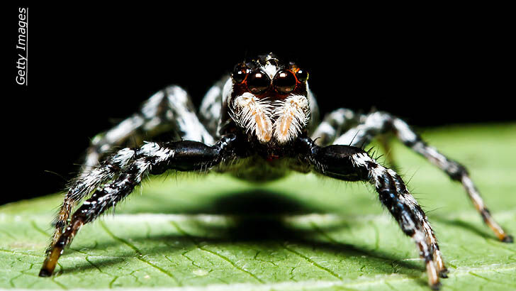 Arachnophobe Lawyer Freaks Out, Pulls Gun On Fake Spiders!