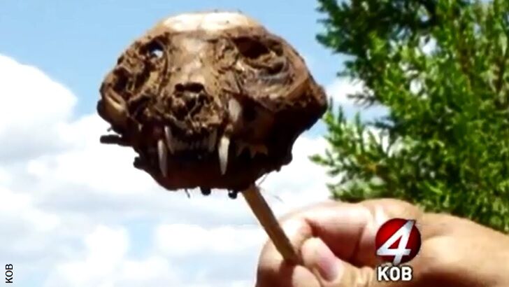 Chupacabra Skull Found in NM?