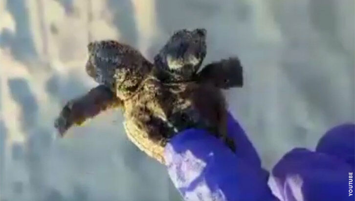 Watch: Mutant Two-Headed Turtle Found