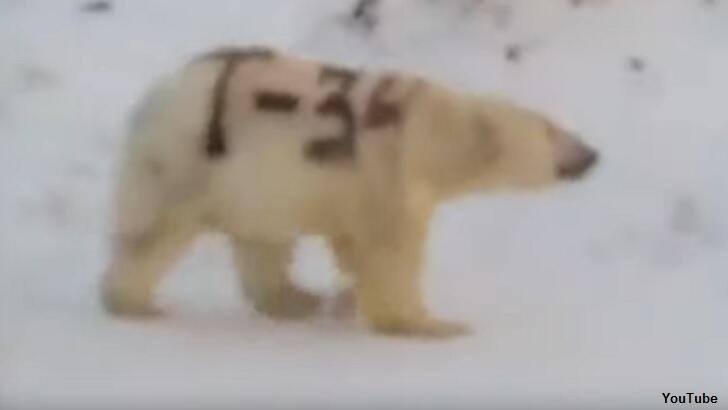 Video Spray Painted Polar Bear Spotted In Siberia Coast To Coast AM   9bd123060ef547e2d4ae3eded409202f