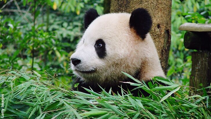 Panda in China Seen Eating a Goat!