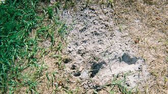 'Alien Footprint' Photos