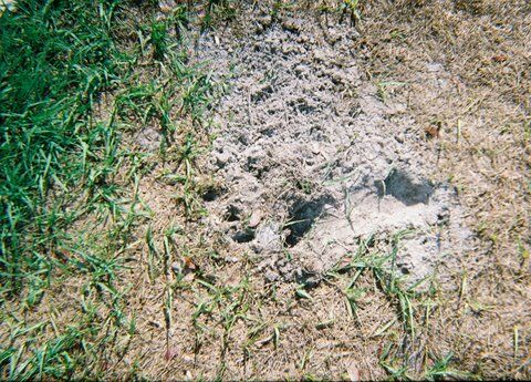 'Alien Footprint' Photos