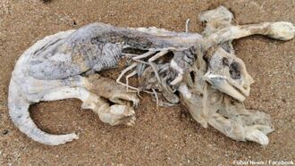 Odd Creature Remains Found in Scotland