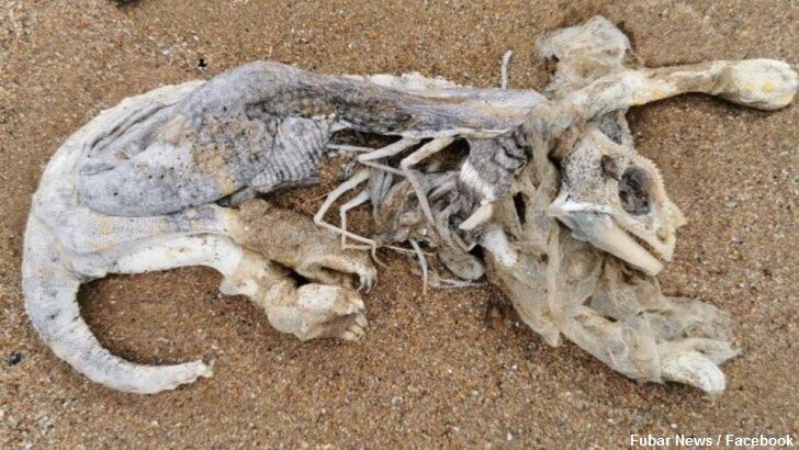 Odd Creature Remains Found in Scotland