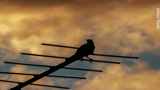 Animal Communication/ Open Lines