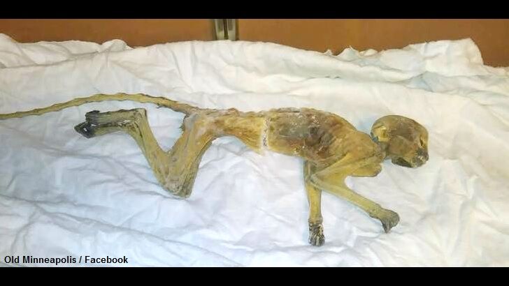 Mysterious Mummified Monkey Found in Minneapolis