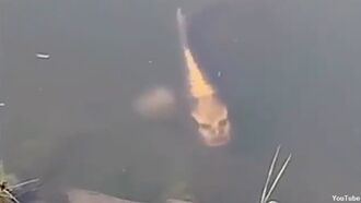 Fish with 'Human Face' Filmed in China